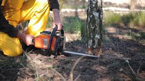 Reliable Purdy, MO Tree Services Solutions