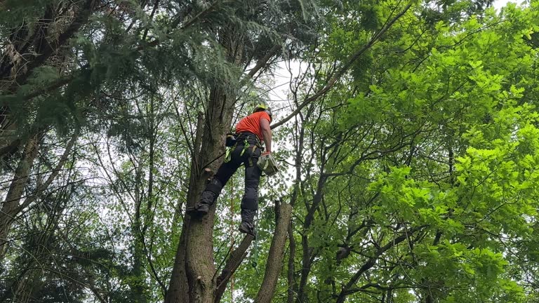 How Our Tree Care Process Works  in Purdy, MO